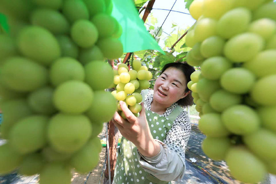 9月20日，在赣榆区沙河镇朱屯村葡萄园拍摄的葡萄。（司伟 摄）