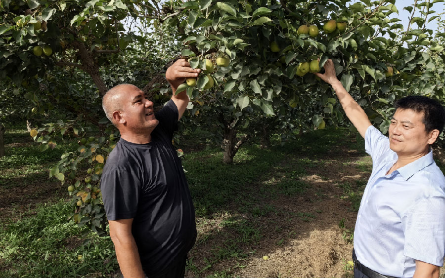 库尔勒农商银行客户经理在梨园查看香梨生长情况 （王昌龙 摄）