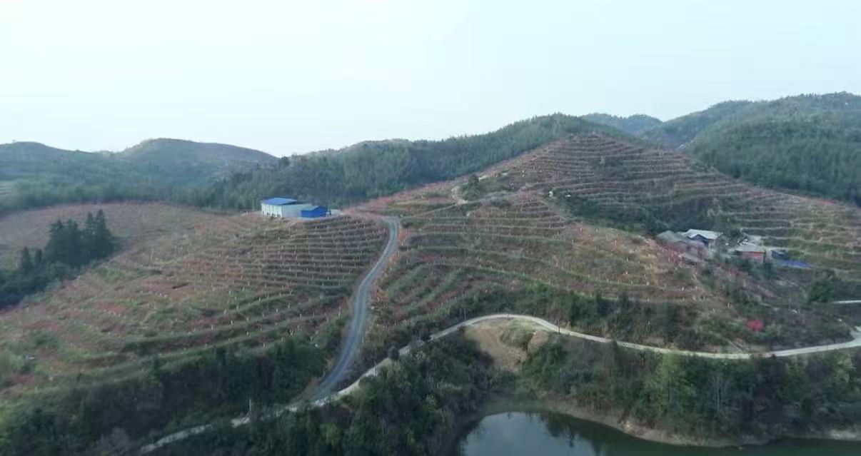 农发行永兴县支行支持的永兴县马田镇废弃矿山修复 （胡林韬 摄）