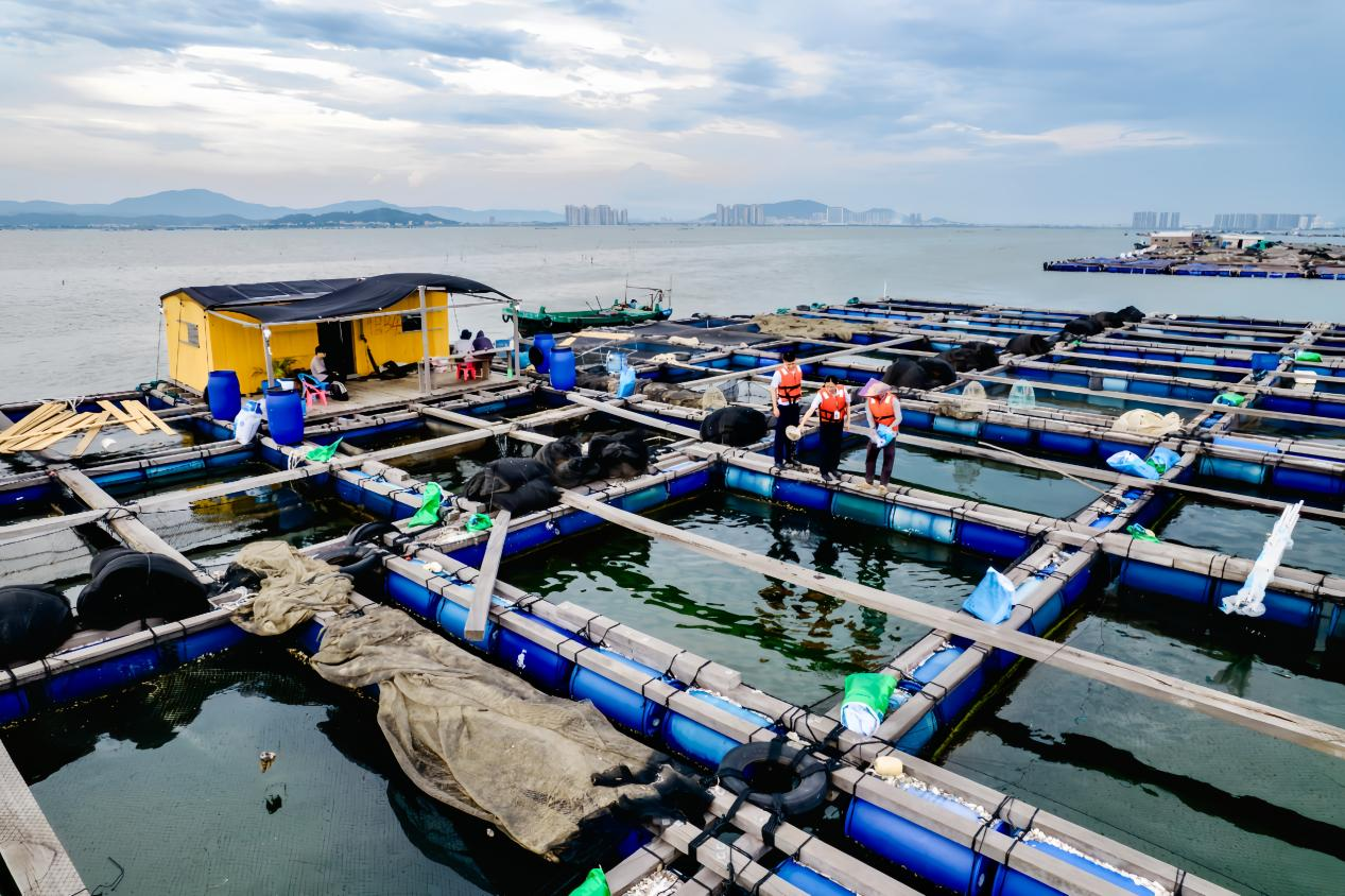 邮储银行茂名市电白支行上门走访养殖户养殖情况 （吴诗茵 摄）