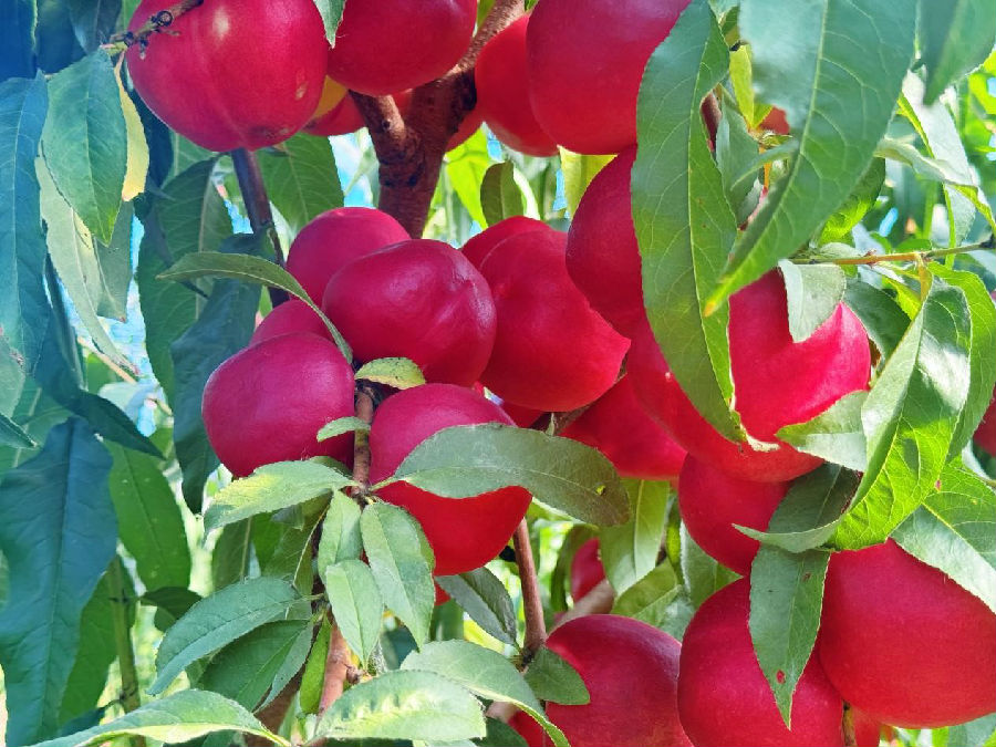 油桃挂满枝头（孟维欣 摄）