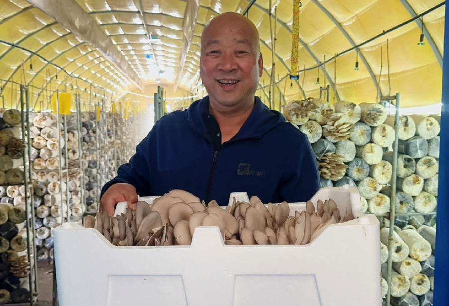 基地负责人高凤忠捧着新鲜采摘的平菇（孟维欣 摄）