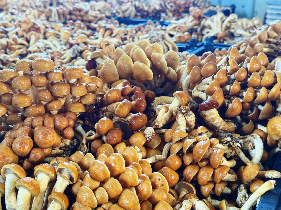 新鲜采摘的滑子蘑（孟维欣 摄）