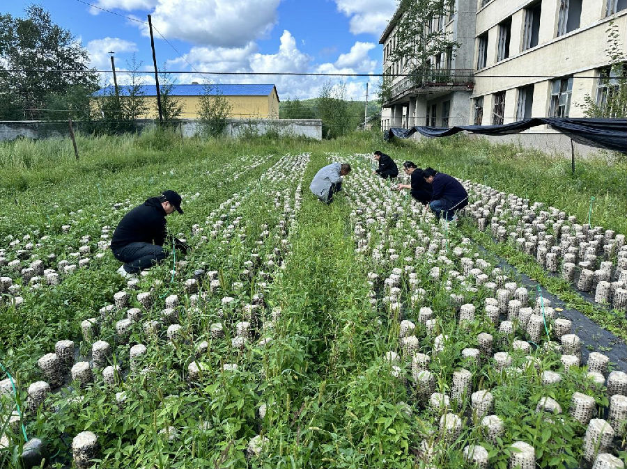 新林林业局志愿者开展助力木耳采摘志愿服务（蒿梦琪 摄）