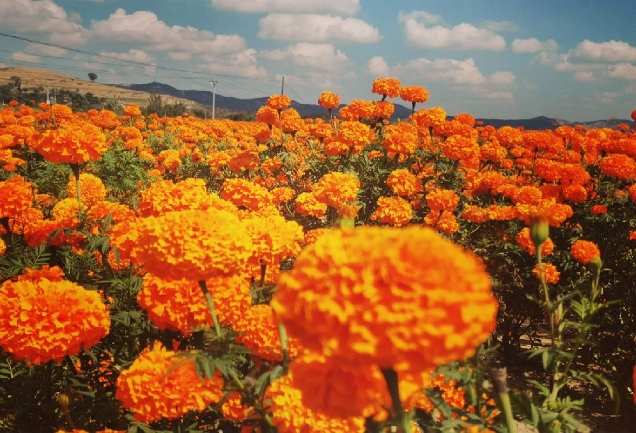 绚烂的金黄色花海成为秋日乡村的亮丽风景线（杨涛 摄）