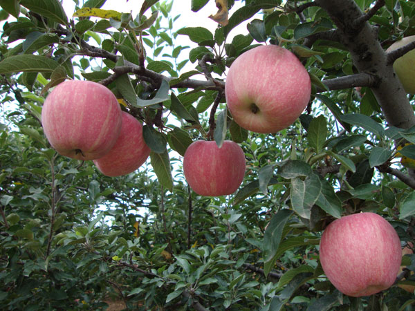 昭通苹果 （郑义 摄）