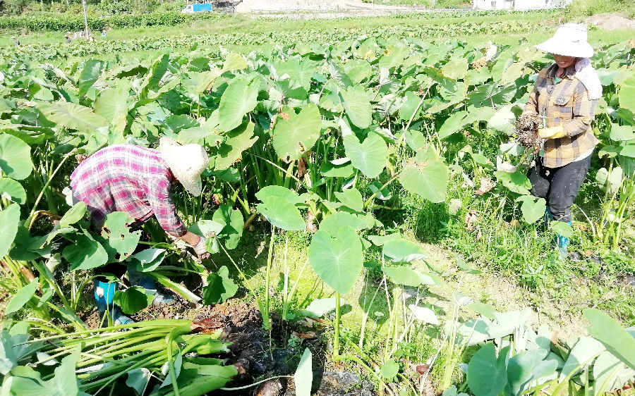 采收香芋（陶胜平 摄）