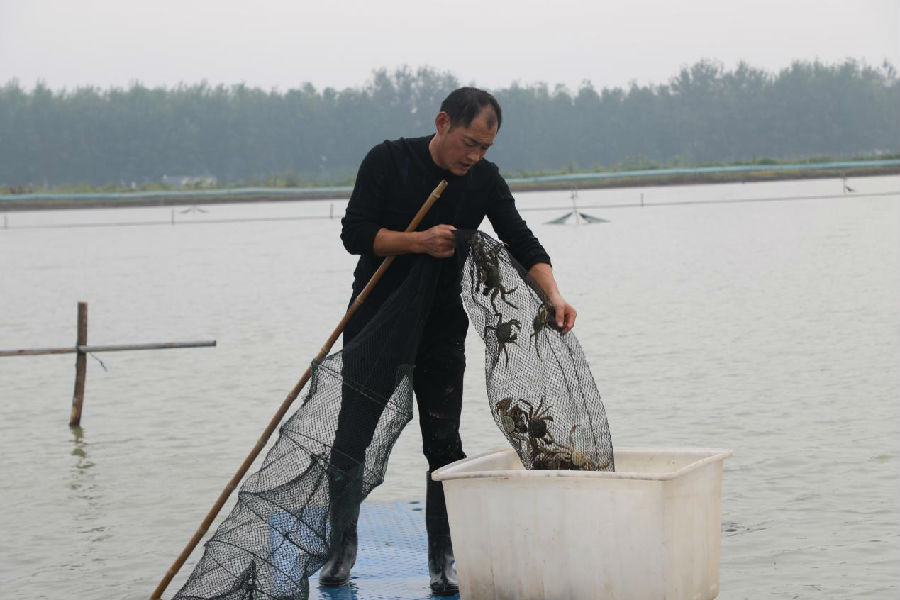 周科松正坐在管理蟹塘(陈士洲 摄) 周科松正坐在管理蟹塘(陈士洲 摄)