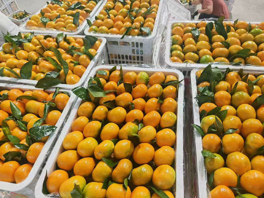 华宁柑橘 （郑义 摄）