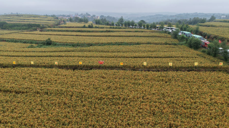 沃野千里，“米”景如画。（李琼 摄） 