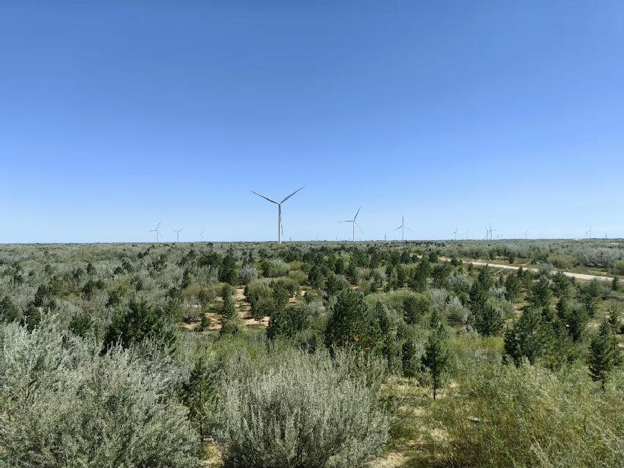 沙漠“覆绿”（宫立灵 摄）