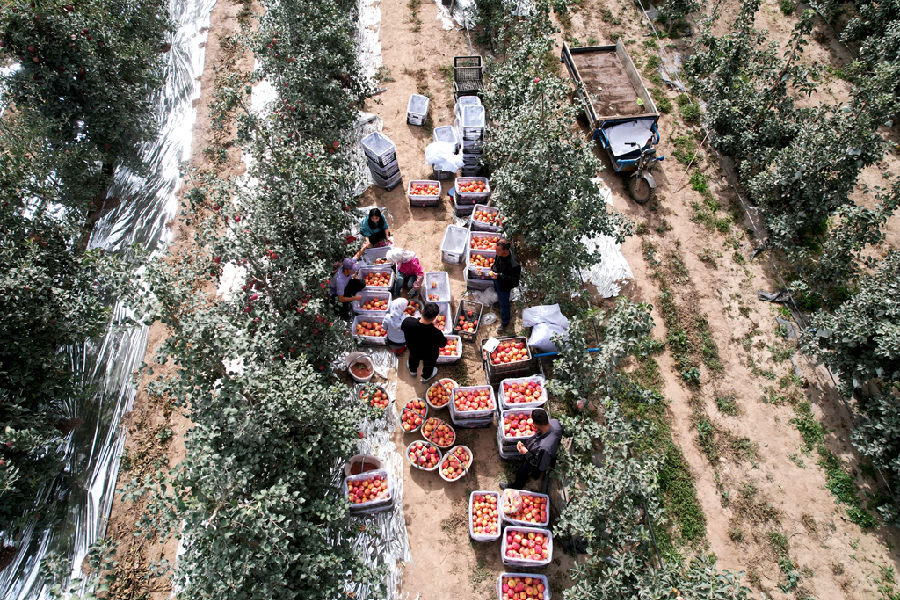 果农们正在给苹果分类（艾海提·毛勒吐尔迪 摄）