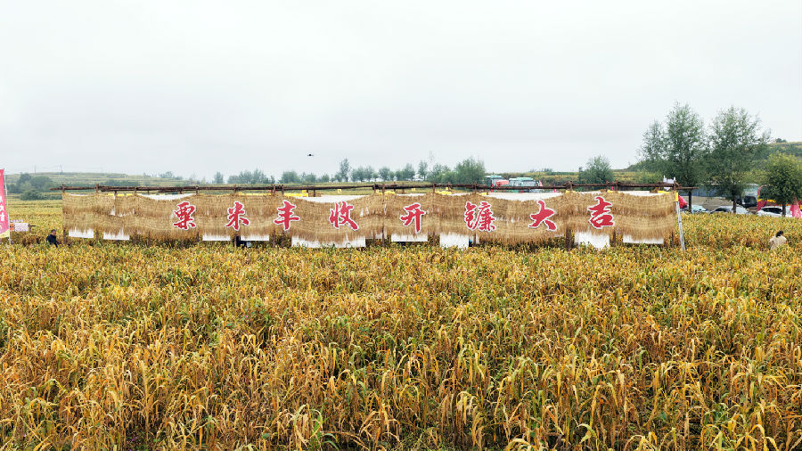 粟米飘香喜开镰（李琼 摄）