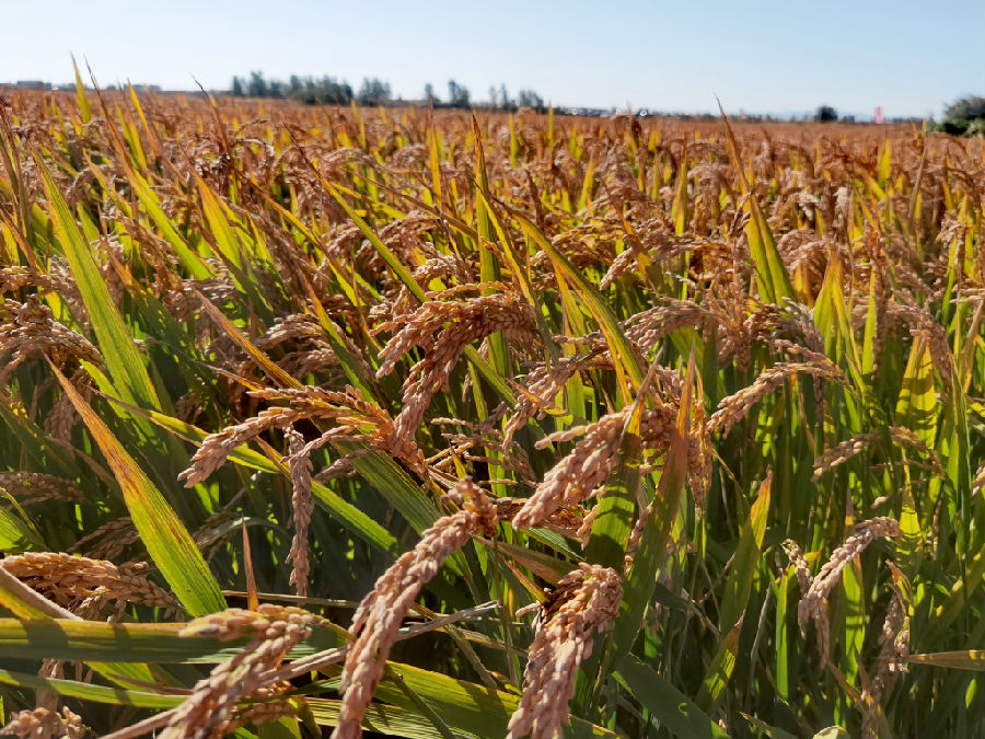 已经成熟等待收割的稻花香水稻稻田(刘宗林 摄) 已经成熟等待收割的稻花香水稻稻田(刘宗林 摄)