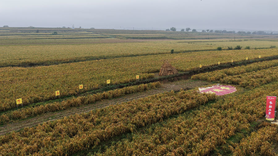 生态原产地筑起“粮仓”（李琼 摄）