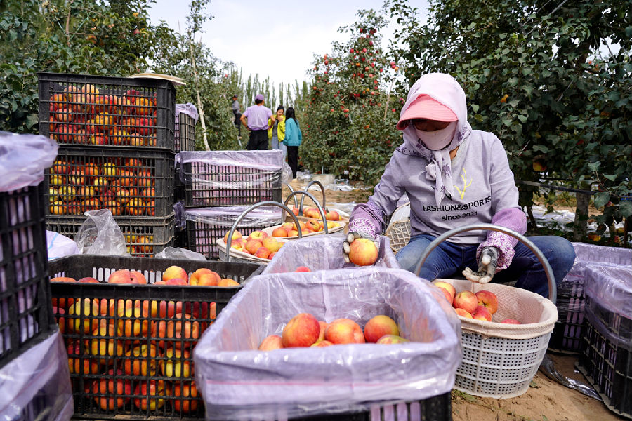 果农们正在给苹果分类（艾海提·毛勒吐尔迪 摄）