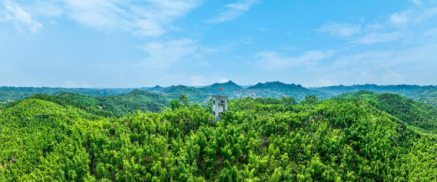 青神天池村竹海（古良驹 摄）