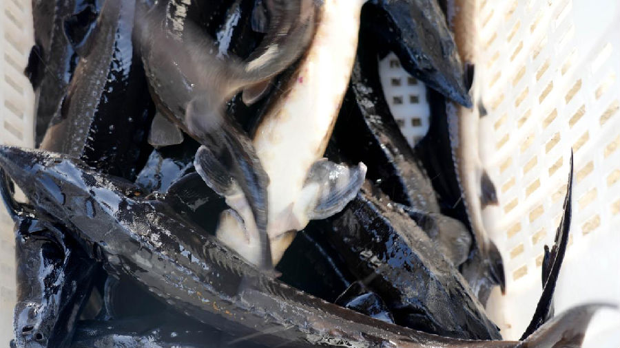 温宿县鹏博渔业开发有限公司养殖的鲟鱼(赵新昌 摄) 温宿县鹏博渔业开发有限公司养殖的鲟鱼(赵新昌 摄)