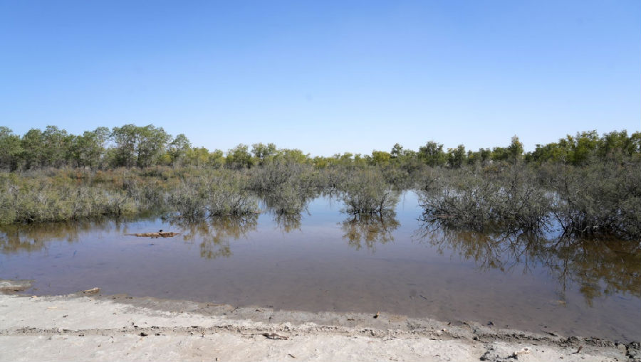 哈拉坤胡杨林（艾克拜尔 摄）