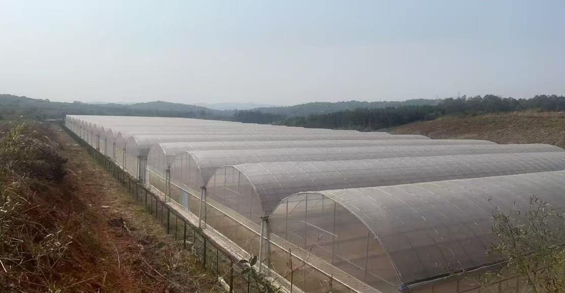 流峰镇片区温室大棚大棚搭建现场 （曹耀 摄）