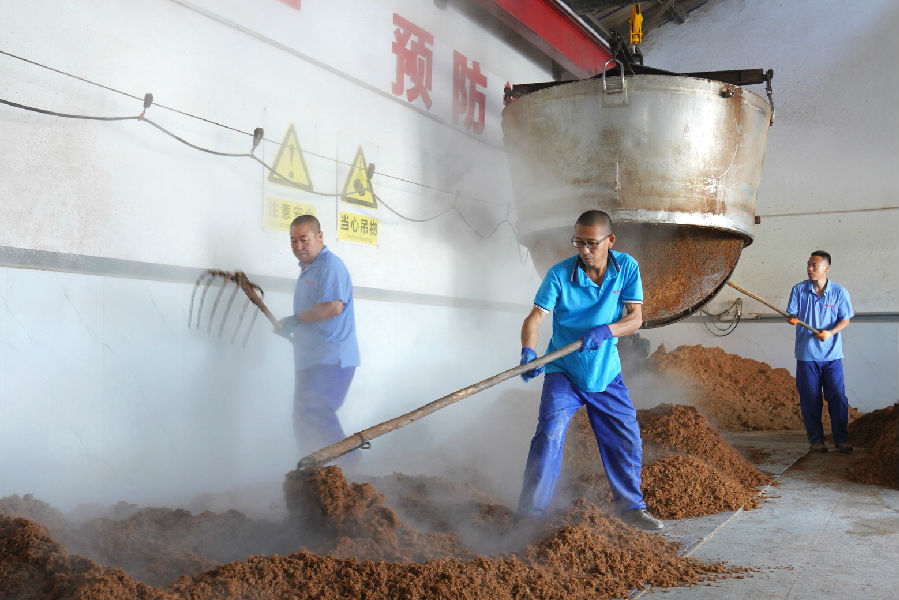 加酒曲、拌料，工作人员操作正忙（王凯 摄）