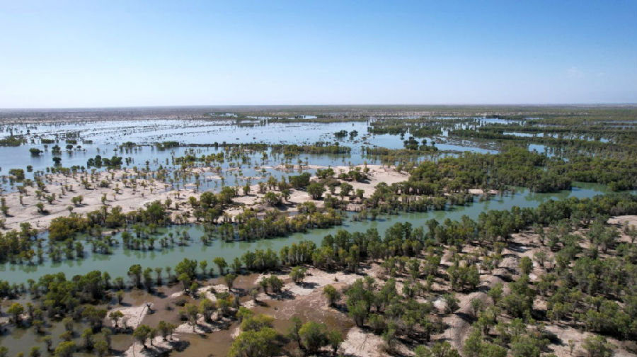 哈拉坤胡杨林（艾克拜尔 摄）