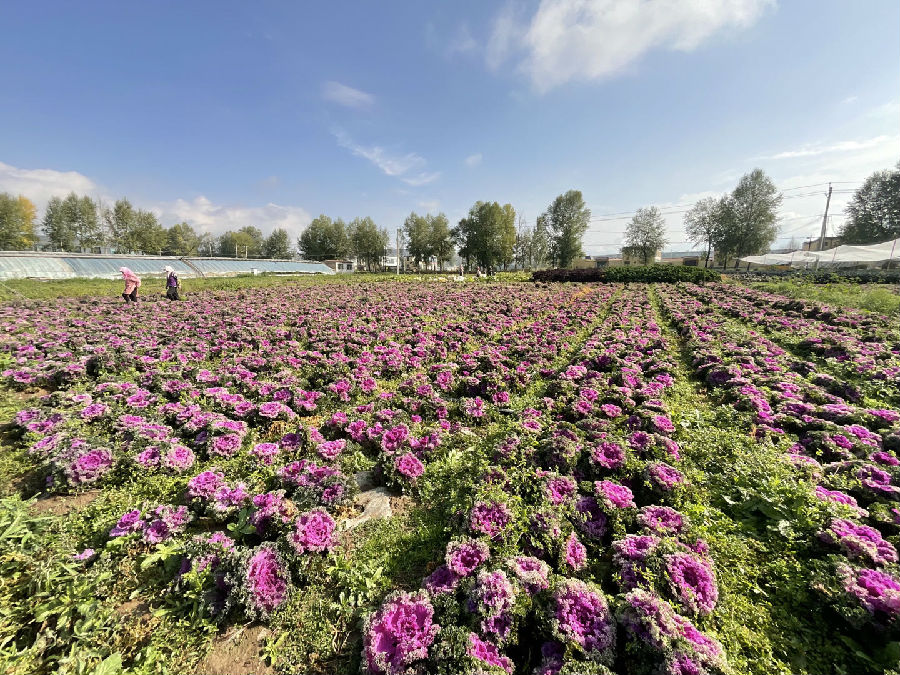 即将上市的羽衣甘蓝（申维祖 摄）