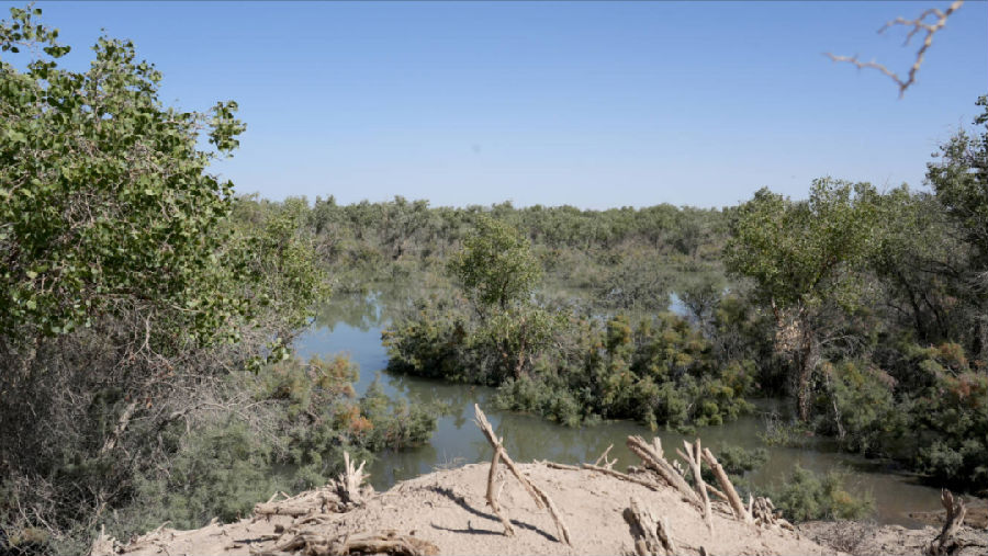 哈拉坤胡杨林（艾克拜尔 摄）