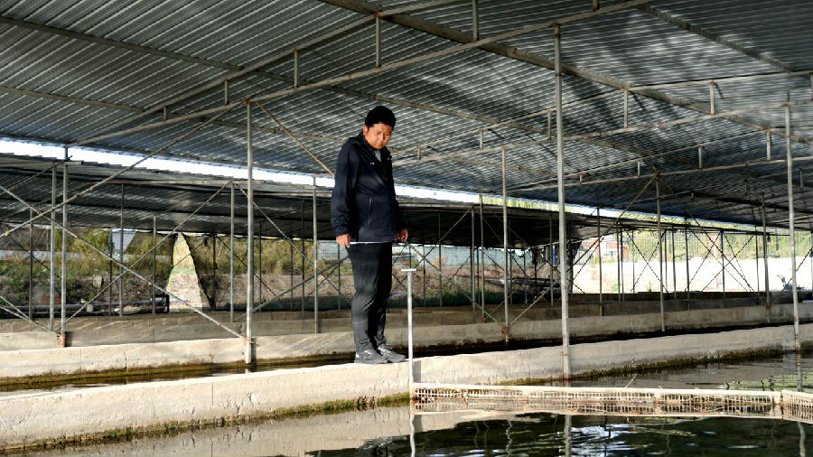 温宿县鹏博渔业开发有限公司负责人施泽鹏在查看三文鱼生长情况(赵新昌 摄) 温宿县鹏博渔业开发有限公司负责人施泽鹏在查看三文鱼生长情况(赵新昌 摄)