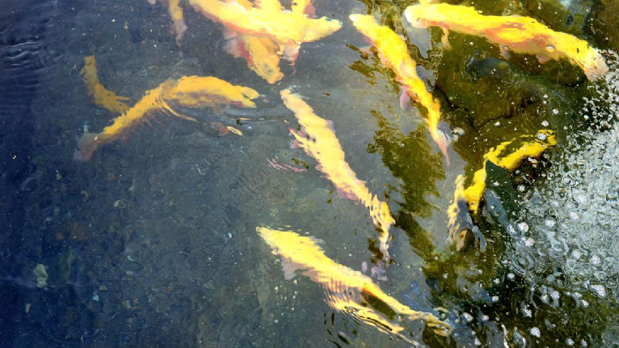 温宿县鹏博渔业开发有限公司养殖的鲟鱼(赵新昌 摄) 温宿县鹏博渔业开发有限公司养殖的鲟鱼(赵新昌 摄)