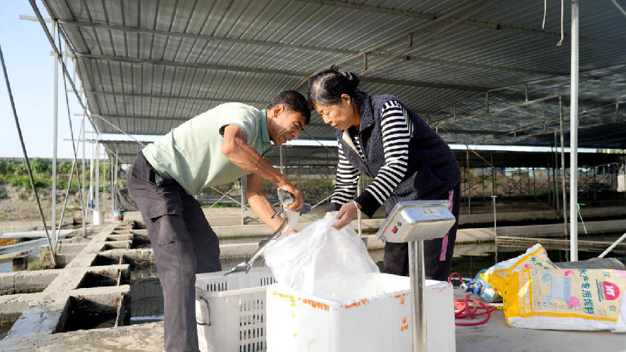 温宿县鹏博渔业开发有限公司工作人员给客户打包鲟鱼(赵新昌 摄) 温宿县鹏博渔业开发有限公司工作人员给客户打包鲟鱼(赵新昌 摄)