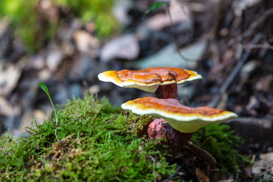 旌德灵芝（朱学文 摄）