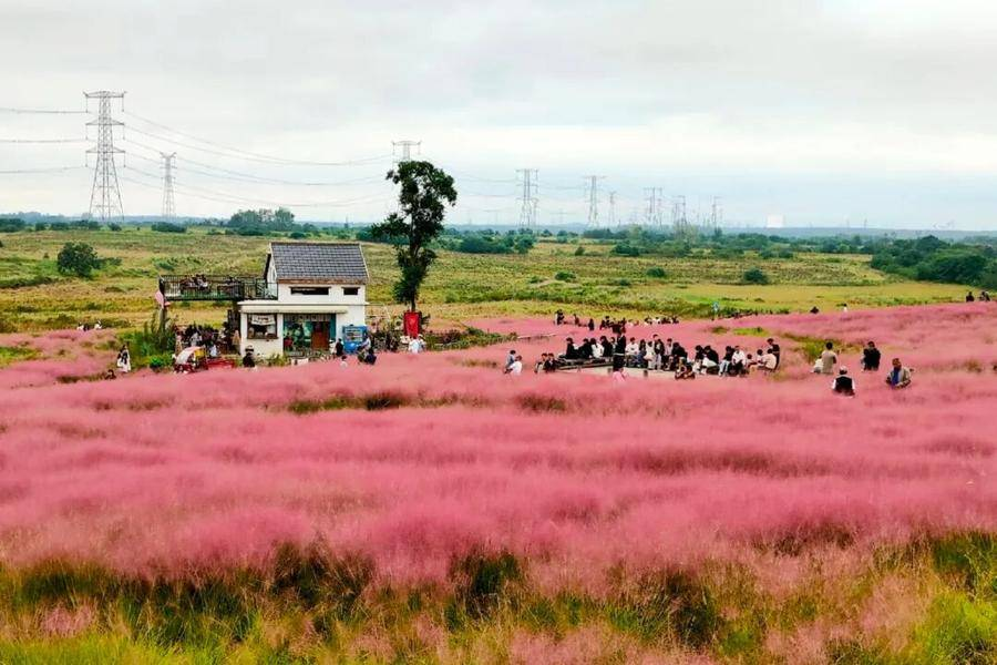 小岭南粉黛进入最佳观赏期，许多市民游客前来打卡拍照（熊俊焜 摄）