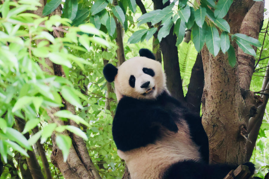 大熊猫憨态可掬（古良驹 摄）