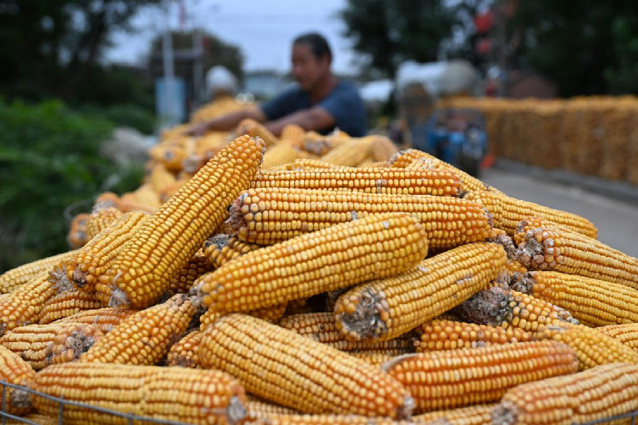 山东省青岛市即墨区移风店镇院上村农民在屯存玉米（张涛 摄）