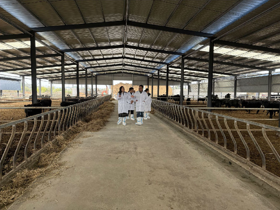 标准化牛舍整齐排列（张文 摄）