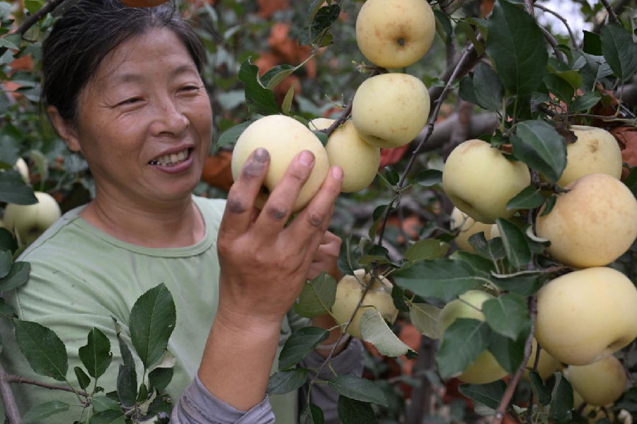 山东省青岛市即墨区移风店镇张王庄村果农在苹果园采摘苹果（张涛 摄）
