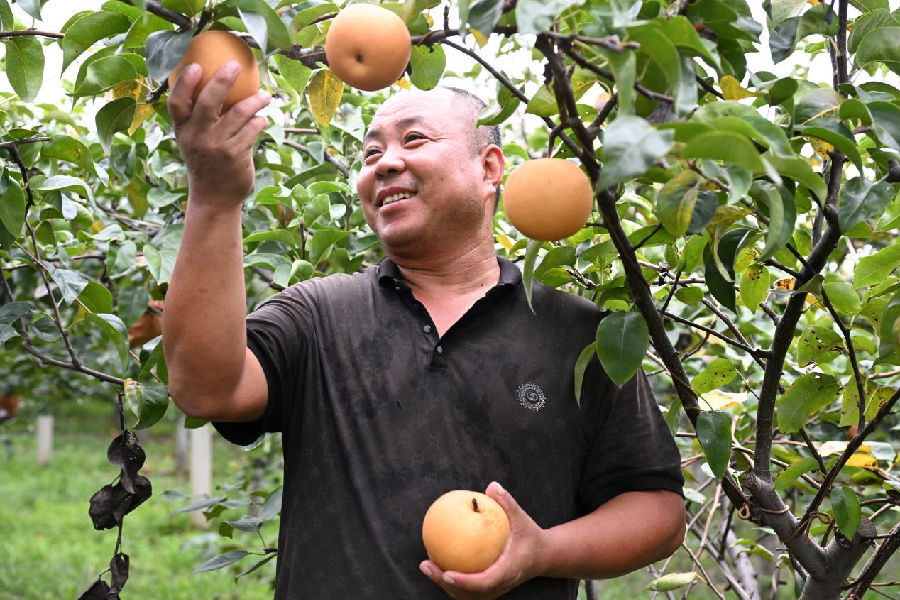 山东省青岛市即墨区移风店镇北住村农民在采摘秋月梨（张涛 摄）