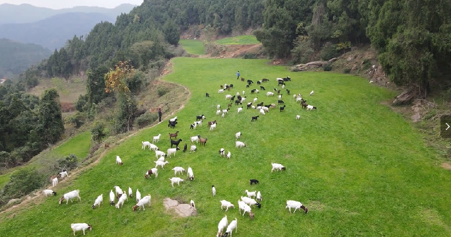“风吹草地见牛羊”美丽画卷。（衡廷凡 摄）