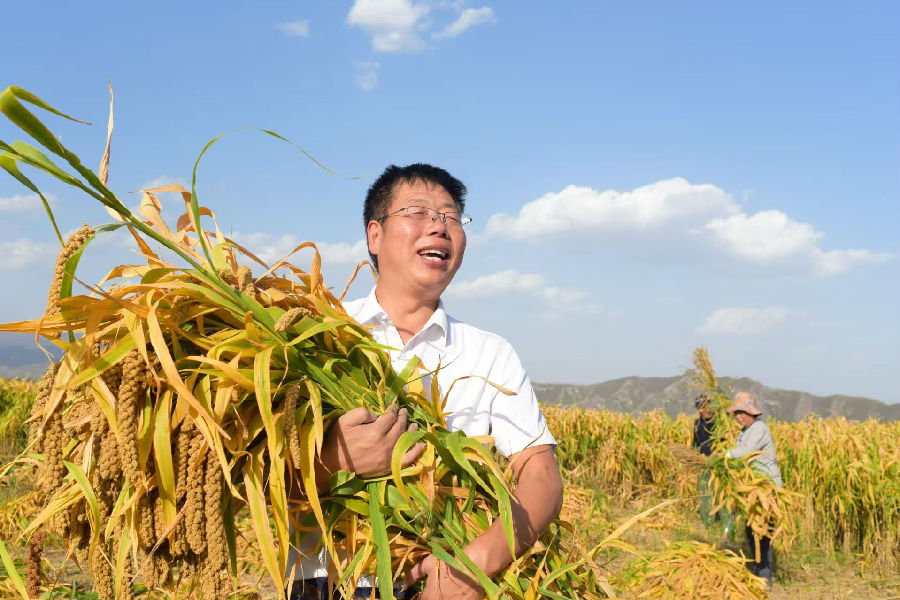 谷穗金黄迎丰年。（崔永江 摄）