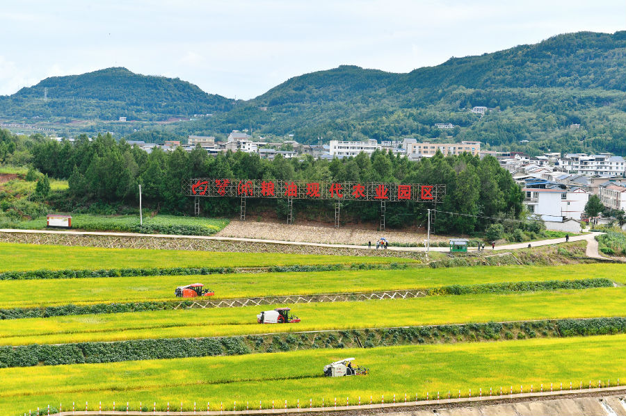 丰收的田野（戚原 摄）