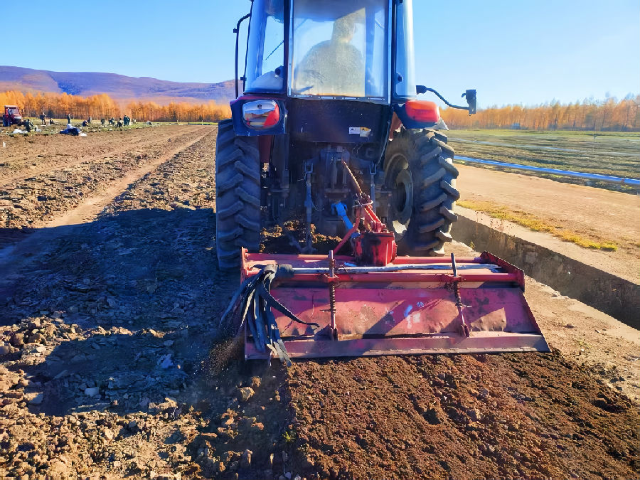 苗圃工作人员在对第二年需移植苗木进行苗木起苗、假植、入窖处理。（刘磊 摄）