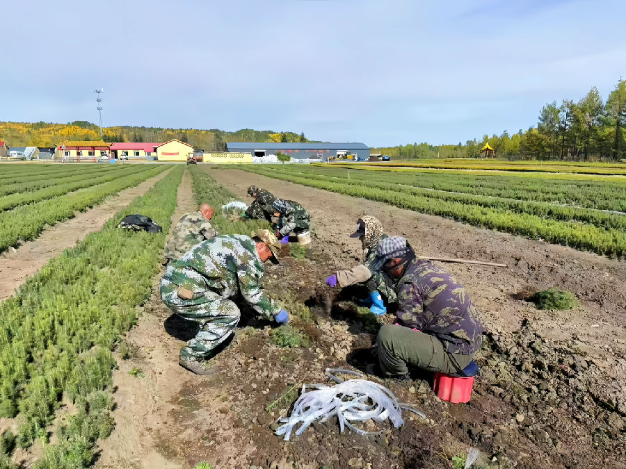 新林林业局中心苗圃工作人员在苗地起苗（刘磊 摄）