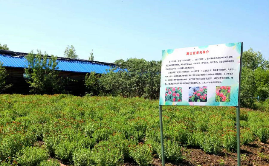 阿木尔林业局中心苗圃在蓝莓园建成的高山红景天基地（王力 摄）