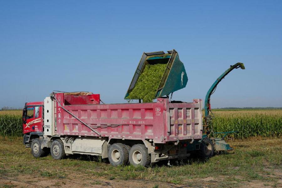 图为收割现场(王欣怡 摄) 图为收割现场(王欣怡 摄)
