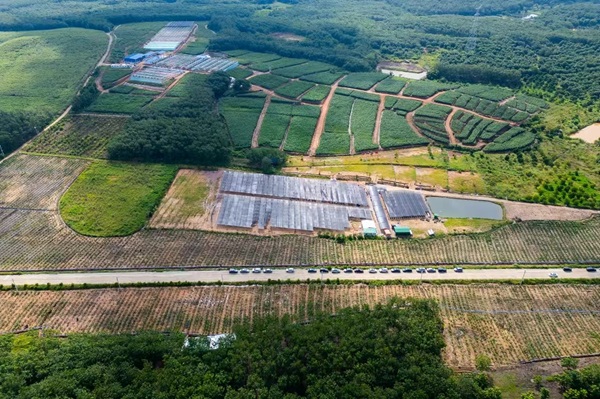 荣邦乡苗木产业（黄立华 摄）