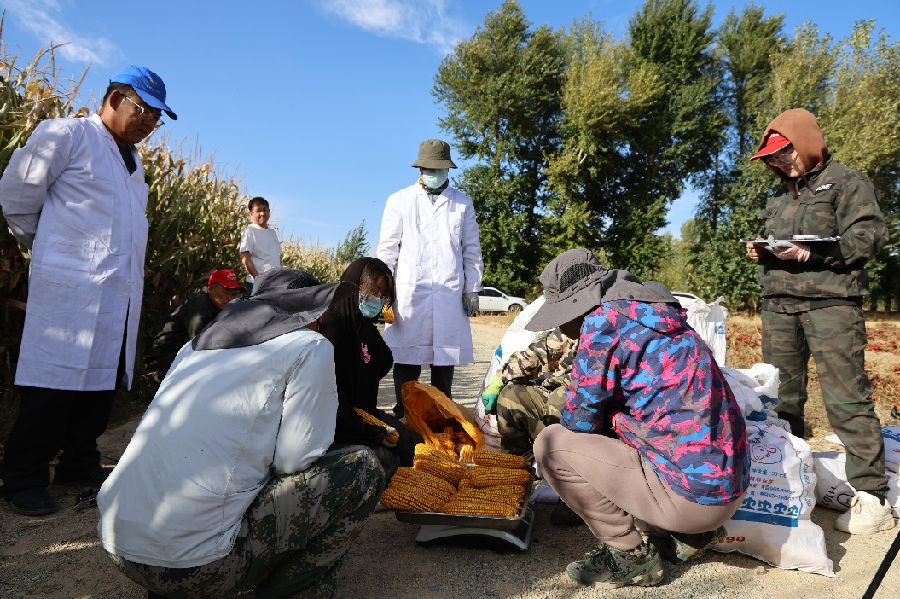 测产专家和工作人员为玉米测水（毕乐陶 摄）