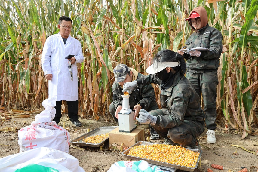 测产专家和工作人员为玉米称重（张美娜 摄）