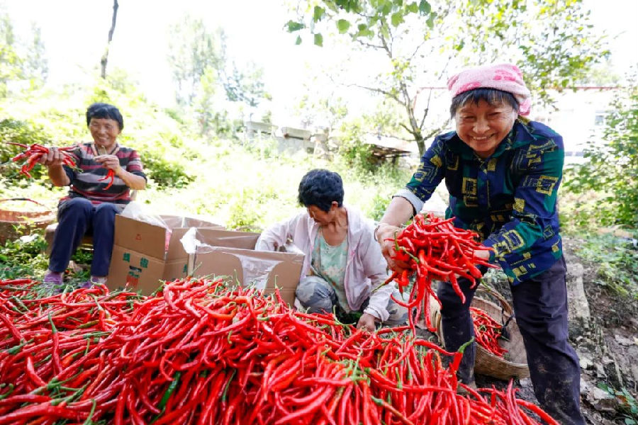 薛坪镇普陀庵村的辣椒种植园（刘江 摄）