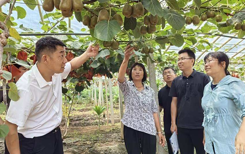 科技特派员在蔬果基地指导种植（胡振兴 摄）